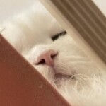 Profile picture of Kewalee Ch